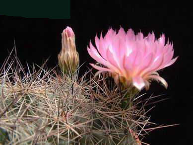 Coryphantha macromeris Dscf1851