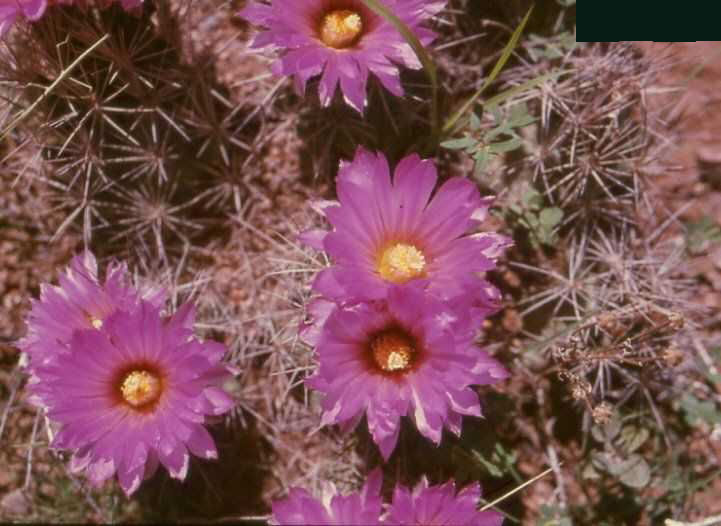 Coryphantha macromeris v. rinae (Chih)