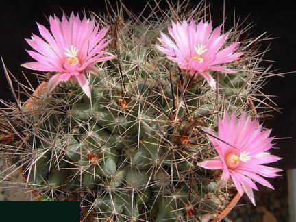 Coryphantha macromeris v. runyonii Dscf2335