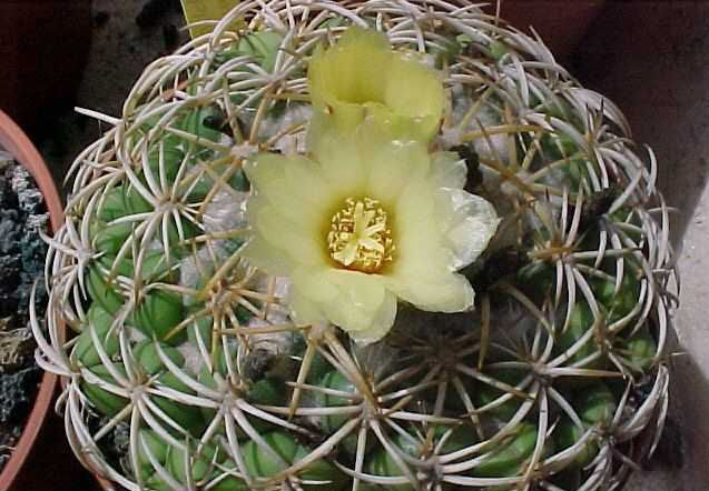 Coryphantha melleospina (4)