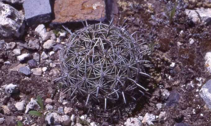 Coryphantha palmeri (Ventura, SLP)