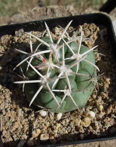 Coryphantha poselgeriana PP