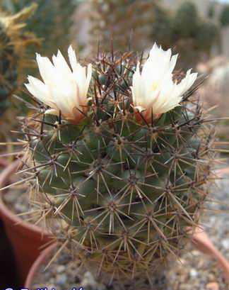 Coryphantha potosina Dscf2750