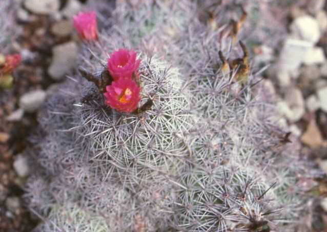 Coryphantha pseudoechinus