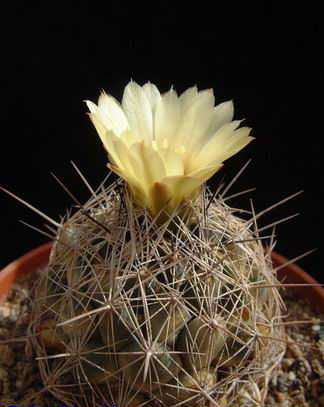 Coryphantha pseudonickelsae Dscf2761