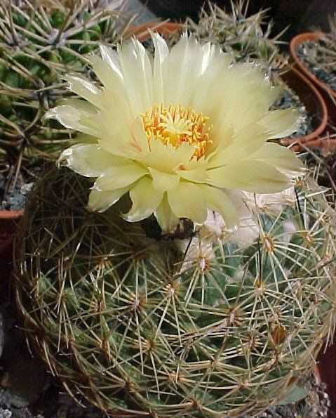 Coryphantha radians MVC-856F