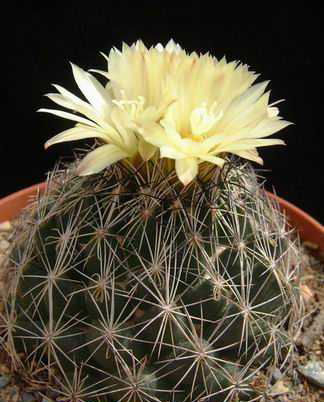 Coryphantha ramillosa Dscf2343