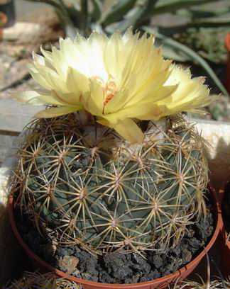 Coryphantha recurvata Dscf0828