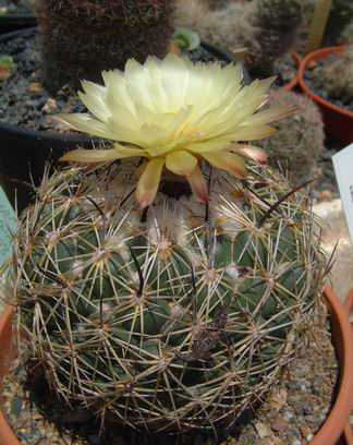 Coryphantha reduncuspina DSCF1408b