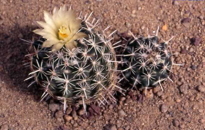 Coryphantha roederiana (= hintoniorum)