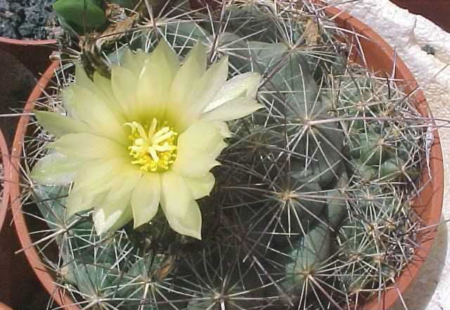 Coryphantha salmdyckiana