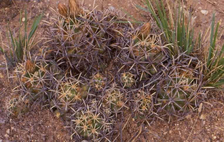 Coryphantha scheeri v. robustispina