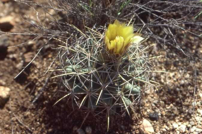 Coryphantha scheeri v. valida JL1121 (Organ Mts, NM)