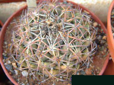 Coryphantha schwarzeana Dscf4441