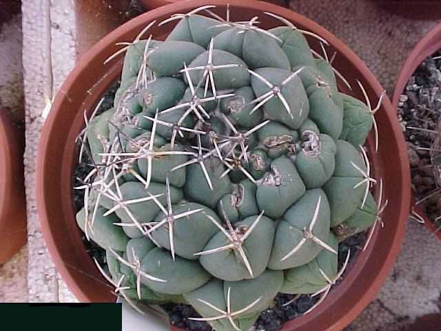 Coryphantha sp Chihuah2 (b)