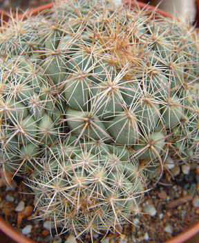 Coryphantha sp JL105 Dscf4447