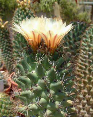 Coryphantha sp Moctezuma Dscf1823