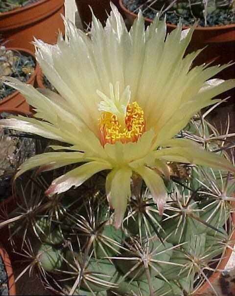 Coryphantha sp Morelos (2)