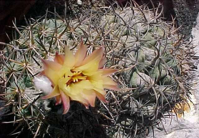 Coryphantha sp