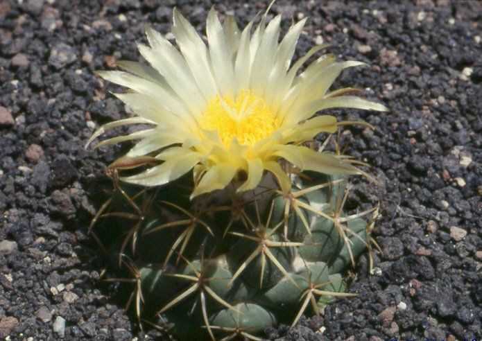 Coryphantha sulcolanata