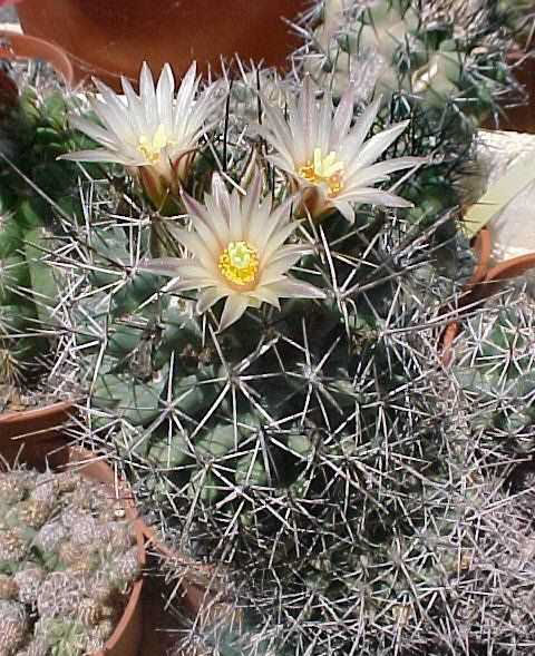 Coryphantha villarensis (1)