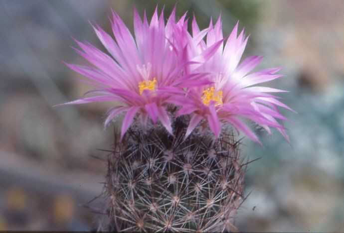 Coryphantha vivipara v. arizonica JL84034