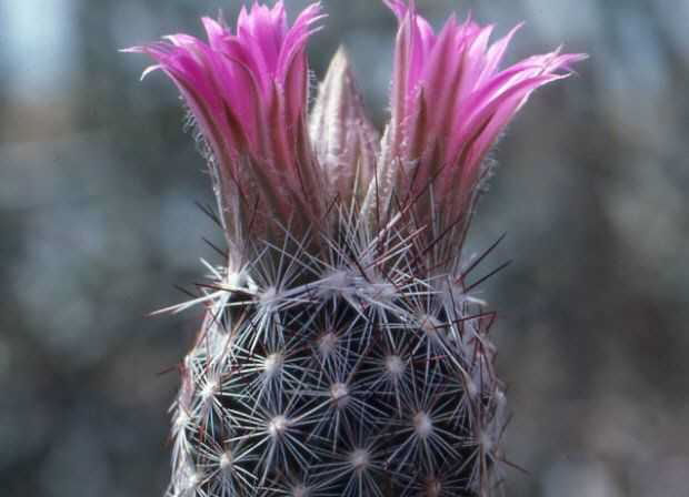 Coryphantha vivipara v. neomexicana