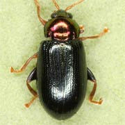 Crepidodera nitidula