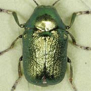 Cryptocephalus aureolus