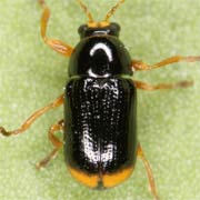 Cryptocephalus chysopus