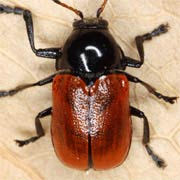 Cryptocephalus coryli