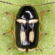 Cryptocephalus elegantulus