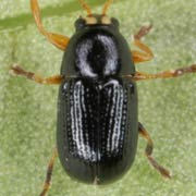 Cryptocephalus exiguus