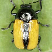 Cryptocephalus marginatus