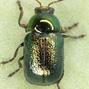 Cryptocephalus nitidulus