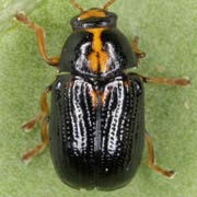 Crytocephalus decemmaculatus