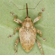 Curculio pellitus