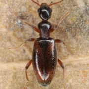 Cyclodinus humilis