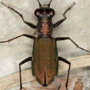 Cylindera germanica