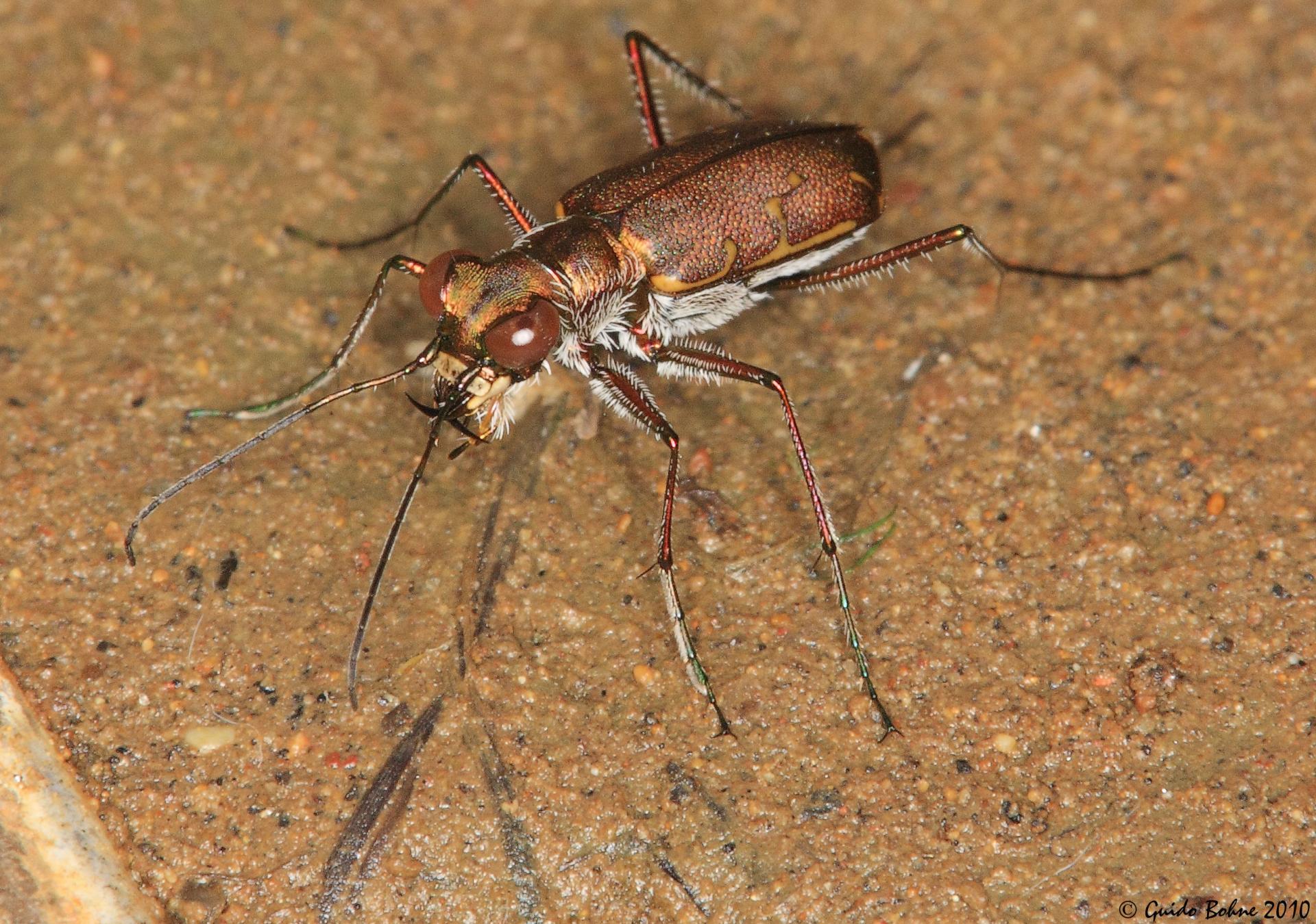 Cylindera minuta