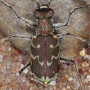 Cylindera arenaria