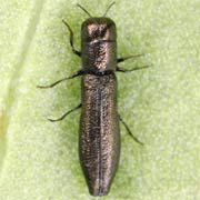 Cylindromorphus filum