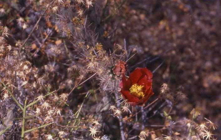 Cylindropuntia acanthocarpa (fl.)