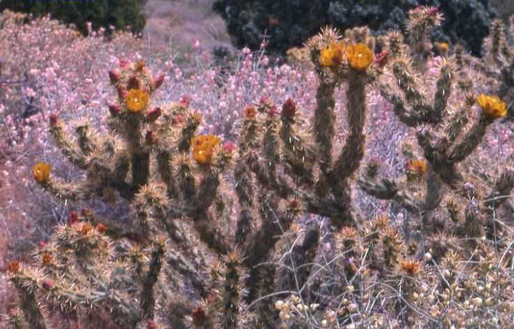 Cylindropuntia acanthocarpa v. coloradensis (Nev)