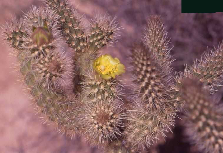 Cylindropuntia alcahes (Catavina, BC)