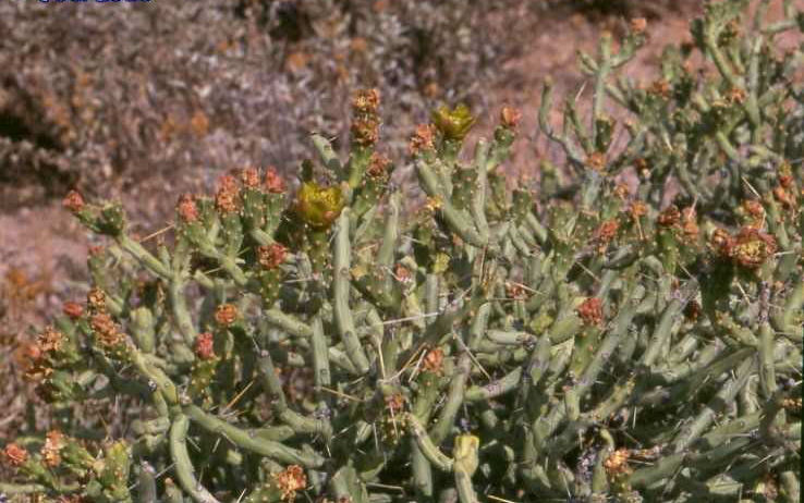 Cylindropuntia arbuscula (Tucson, Az)