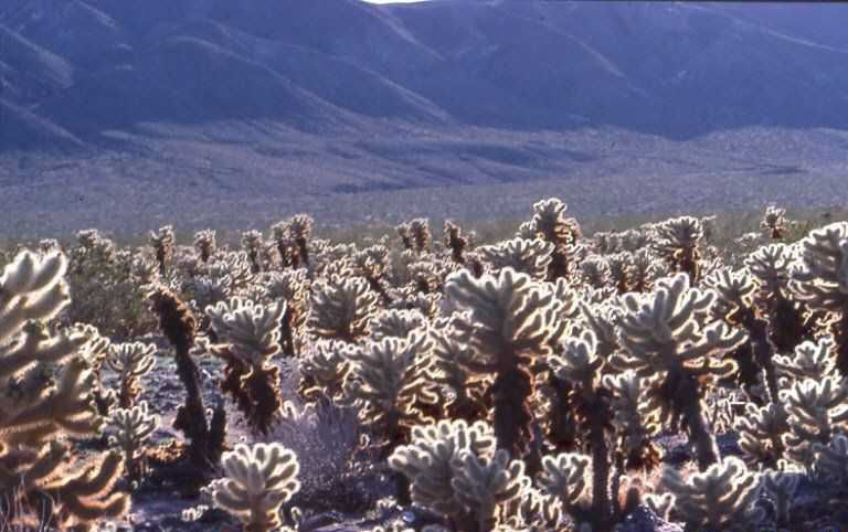 Cylindropuntia bigelowii (Joshua Tree N. Mt., Ca)