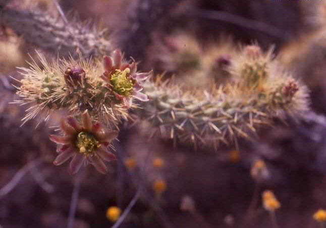 Cylindropuntia burrageana (Lopez Matteos, BC)