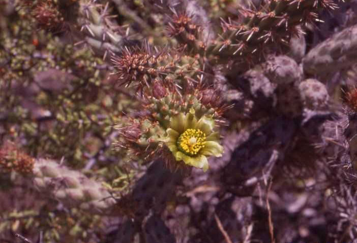 Cylindropuntia californica (Penjamo, BC)