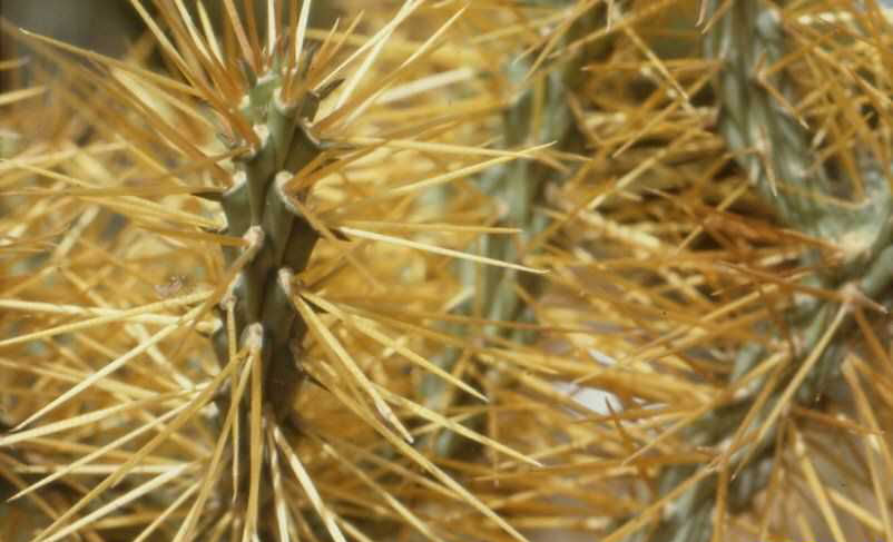 Cylindropuntia caribaea